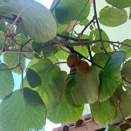 Ca' Palma * Castello di Brussa