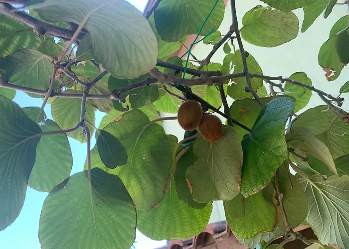 Ca' Palma * Castello di Brussa